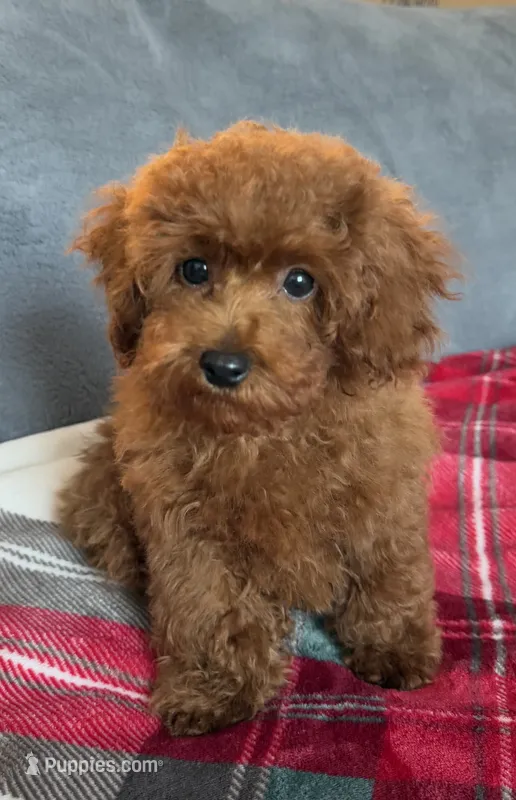 No name – Poodle - Toy  puppy for sale in Roseville, CA