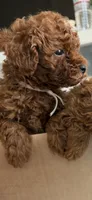 No name, a male Poodle - Toy  for sale in Roseville, CA – Photo 7 of 10