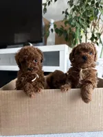 No name, a male Poodle - Toy  for sale in Roseville, CA – Photo 8 of 10