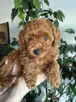 No name, a male Poodle - Toy  for sale in Roseville, CA – Photo 2 of 10