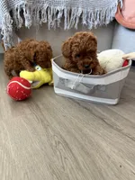 No name, a male Poodle - Toy  for sale in Roseville, CA – Photo 3 of 10