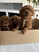 No name, a male Poodle - Toy  for sale in Roseville, CA – Photo 9 of 10