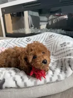 No name, a female Poodle - Toy  for sale in Roseville, CA – Photo 3 of 6
