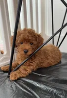 No name, a female Poodle - Toy  for sale in Roseville, CA – Photo 6 of 6