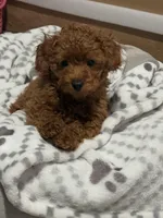 No name, a female Poodle - Toy  for sale in Roseville, CA – Photo 5 of 6