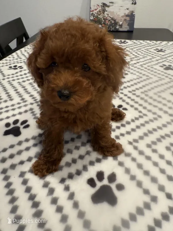 No name  – Poodle - Toy  puppy for sale in Roseville, CA