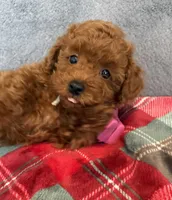 No name, a male Poodle - Toy  for sale in Roseville, CA – 4 of 9