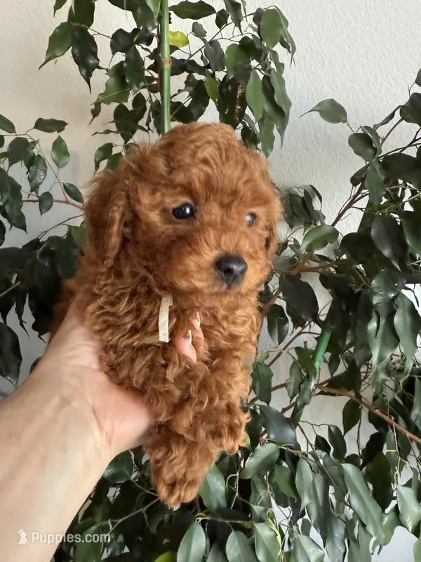 No name – Poodle - Toy  puppy for sale in Roseville, CA