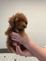 No name, a male Poodle - Toy  for sale in Roseville, CA – Photo 2 of 6