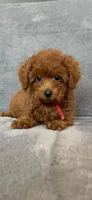 No name, a male Poodle - Toy  for sale in Roseville, CA – Photo 4 of 6