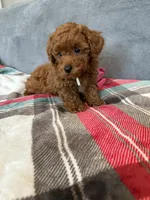 No name, a male Poodle - Toy  for sale in Roseville, CA – 2 of 9