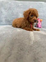 No name, a male Poodle - Toy  for sale in Roseville, CA – Photo 5 of 6