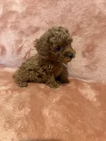 No name, a female Poodle - Toy  for sale in Roseville, CA – Photo 5 of 10