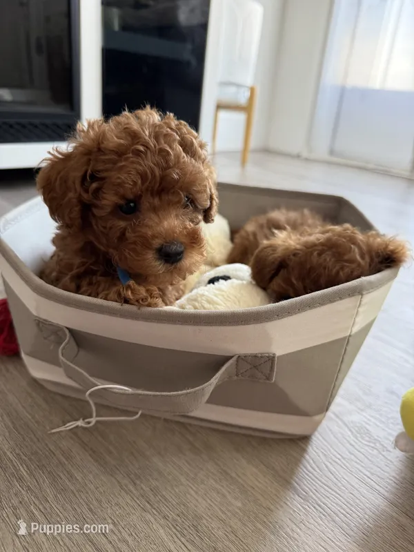 No name – Poodle - Toy  puppy for sale in Roseville, CA