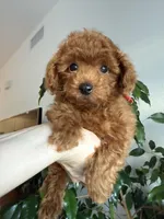 No name, a male Poodle - Toy  for sale in Roseville, CA – Photo 4 of 10