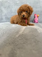 No name, a male Poodle - Toy  for sale in Roseville, CA – Photo 7 of 10