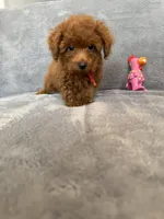 No name, a male Poodle - Toy  for sale in Roseville, CA – Photo 3 of 10