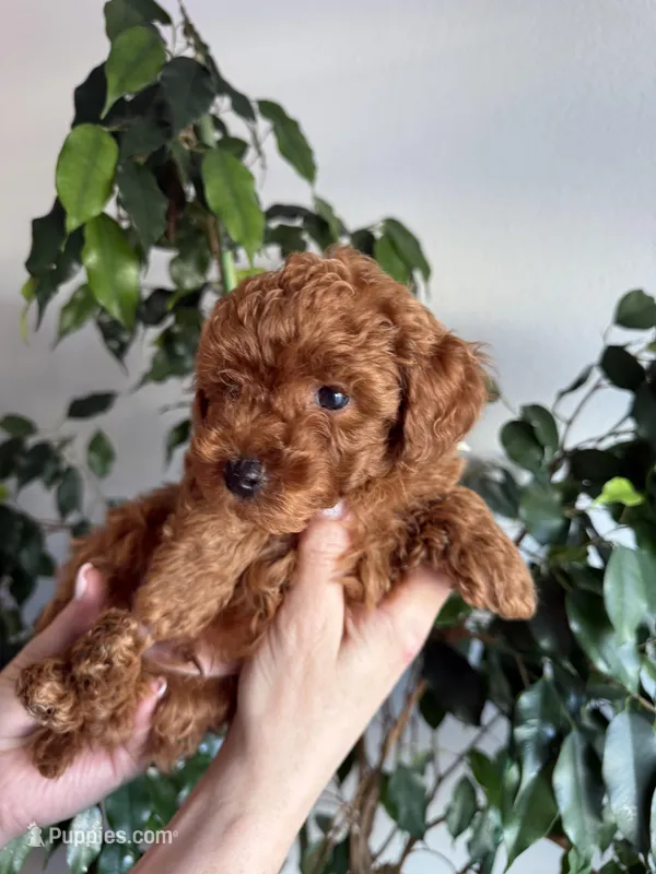 No name – Poodle - Toy  puppy for sale in Roseville, CA