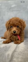 No name, a male Poodle - Toy  for sale in Roseville, CA – Photo 1 of 10