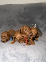 No name, a male Poodle - Toy  for sale in Roseville, CA – Photo 6 of 10