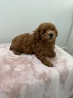 No name, a male Poodle - Toy  for sale in Roseville, CA – Photo 4 of 4