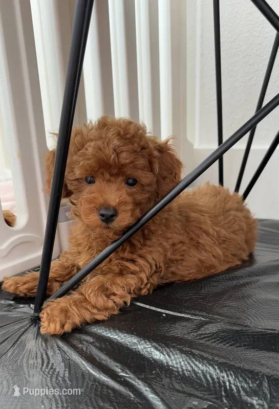  No name – Poodle - Toy  puppy for sale in Roseville, CA