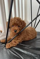  No name, a female Poodle - Toy  for sale in Roseville, CA – 1 of 4