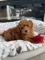 No name , a female Poodle - Toy  for sale in Roseville, CA – Photo 4 of 4