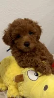 No name, a male Poodle - Toy  for sale in Roseville, CA – Photo 3 of 4
