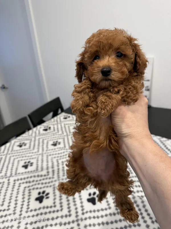 No name – Poodle - Toy  puppy for sale in Roseville, CA