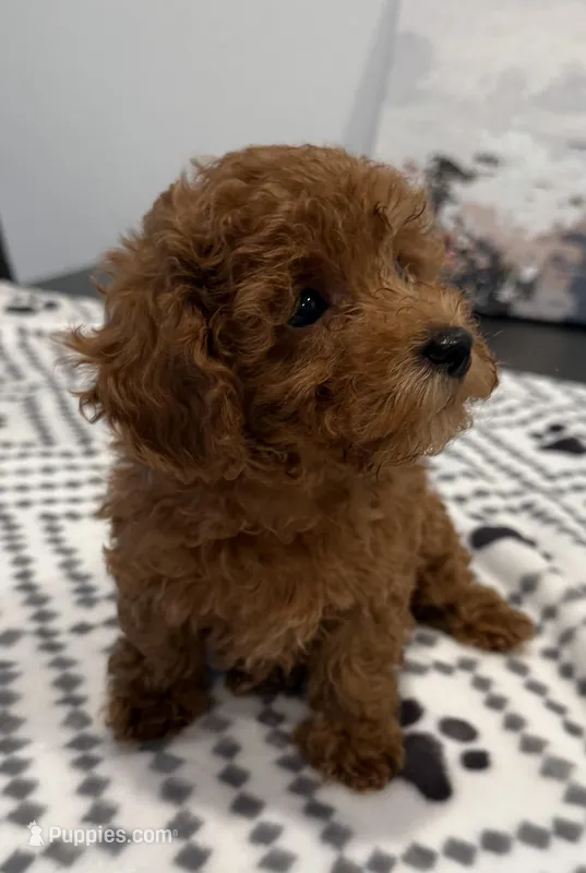 No name – Poodle - Toy  puppy for sale in Roseville, CA