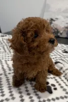 No name, a male Poodle - Toy  for sale in Roseville, CA – Photo 2 of 4