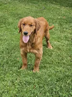Lily, a female Golden Retriever for sale in Cherry Valley, NY – 4 of 5