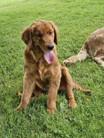Lily, a female Golden Retriever for sale in Cherry Valley, NY – 3 of 5