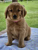 Pink Girl, a female Golden Retriever for sale in Cherry Valley, NY – 8 of 8