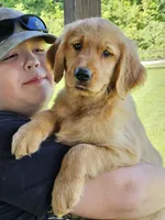 Lime Green Girl, a female Golden Retriever for sale in Cherry Valley, NY – 4 of 6