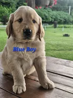 Blue Boy, a male Golden Retriever for sale in Cherry Valley, NY – 4 of 10