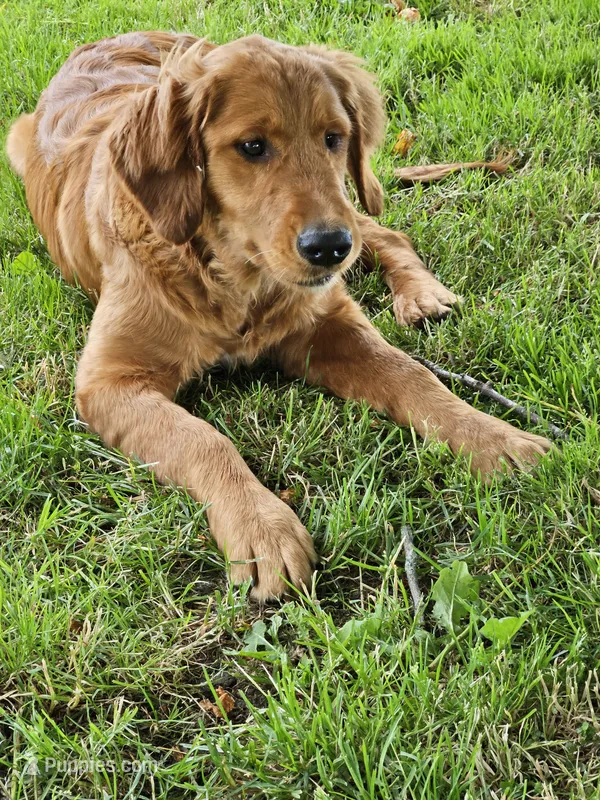 Lily – Golden Retriever puppy for sale in Cherry Valley, NY