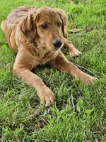 Lily, a female Golden Retriever for sale in Cherry Valley, NY – 1 of 5