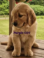 Purple Girl , a female Golden Retriever for sale in Cherry Valley, NY – 3 of 9