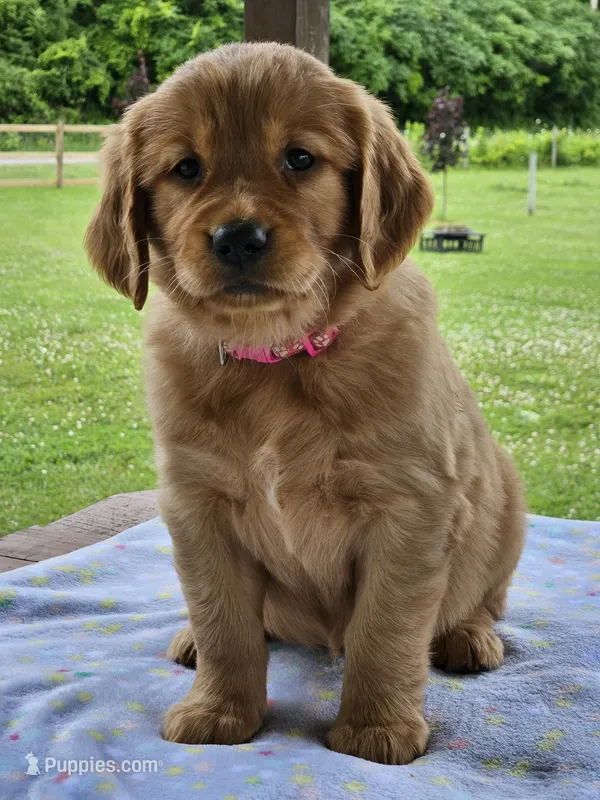 Pink Girl – Golden Retriever puppy for sale in Cherry Valley, NY