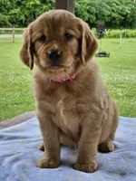 Pink Girl, a female Golden Retriever for sale in Cherry Valley, NY – 1 of 8