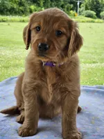 Purple Girl, a female Golden Retriever for sale in Cherry Valley, NY – 3 of 6