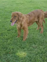 Holly, a female Golden Retriever for sale in Cherry Valley, NY – 3 of 4