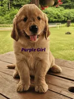 Purple Girl , a female Golden Retriever for sale in Cherry Valley, NY – 7 of 9