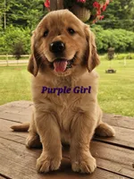 Purple Girl , a female Golden Retriever for sale in Cherry Valley, NY – 6 of 9