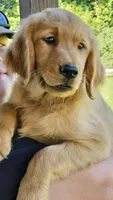 Lime Green Girl, a female Golden Retriever for sale in Cherry Valley, NY – 6 of 6