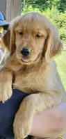 Lime Green Girl, a female Golden Retriever for sale in Cherry Valley, NY – 3 of 6