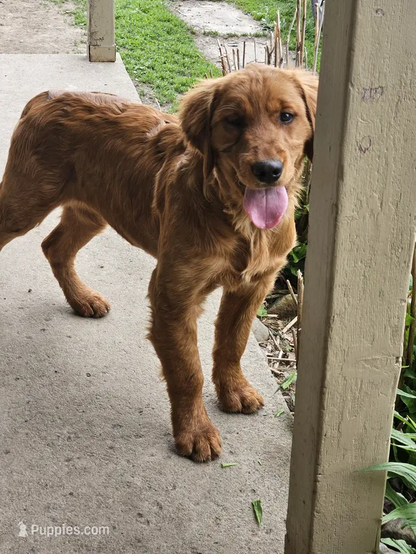 Milly – Golden Retriever puppy for sale in Cherry Valley, NY