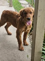 Milly, a female Golden Retriever for sale in Cherry Valley, NY – 1 of 2